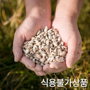 국산 향부자 비식품용