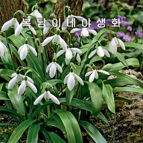 구근 갈란투스 우로노위[5구 복남이네야생화 설강화 스노우드롭 갈란서스 galanthus]