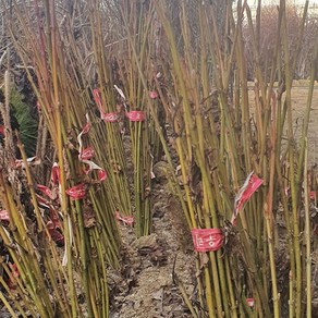 착한가격 나무생각 착한가격 나무생각 / 산겨릅(벌나무/산청목) / 실생2년 / 1등묘 / 5주, 1개, 벌나무