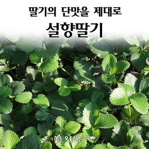 [모종심는아빠] 딸기의 단맛을 제대로 맛보여주는 설향딸기, 1개