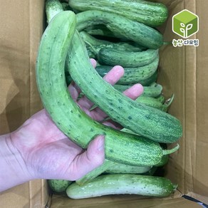 국내산 못난이 보통 백오이 백다다기오이 10kg