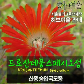 [허브여울모종] 드로산데뭄스페시오섬 모종 (신종목송엽국 / 서울육묘생산 허브여울판매 정품다육모종), 2개