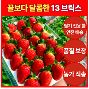 [13브릭스 고당도] 논산 금실딸기 800g 농가직송 당일수확 신선보장 파손 100%보장 바른마켓, 1세트, 800g ( 24개 특대 )