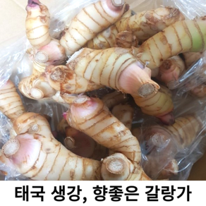 신선한 태국 생강 생 갈랑가 령 1kg 10kg 갈랑갈 양강근 동남아요리 재료 태국 베트남 채소