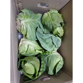 [국내산 / 산지직송] 달큰하고 신선한 홍성 햇 고깔양배추, 2.5kg, 1박스