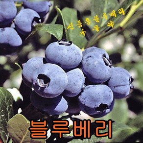 블루베리 나무 삽목3년생 3그루+흙 3개 유실수 나무 묘목 판매 과일나무