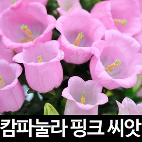 핑크 캄파눌라 씨앗 초롱꽃 종자 꽃씨 야생화 10알