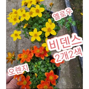 비덴스 2개2색/샛노란 황금빛으로 피는꽃 바이덴스 비덴스꽃, 2개