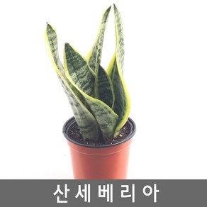 공기정화식물 산세베리아-대표적 관상용 공기정화식물, 1개