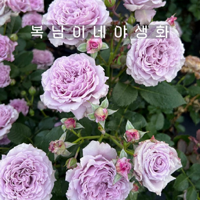 티앤랑장미 블루스피로이드 [1포트 복남이네야생화 모종 퍼플 사계장미 땅장미 로즈 ose], 1개