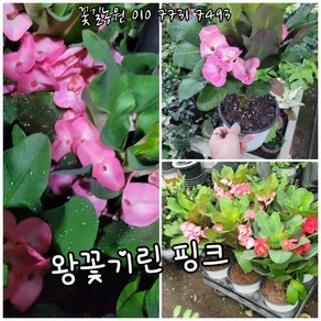 꽃기린 왕꽃기린 핑크 0015 신상품 랜덤 공기정화식물/미세먼지/공기정화효과 공기정화식물