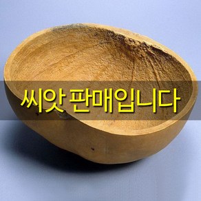 바가지박 씨앗 박씨앗 종자 박 큰박 대박 씨 10알, 1개