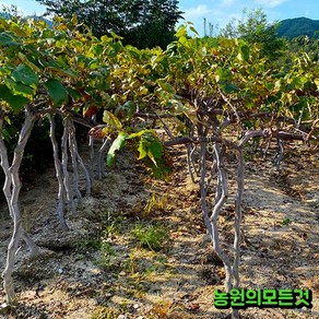 포도나무 묘목 4년생 결실주 자옥 캠벨 야생머루 거봉 샤인머스켓 가지포도(블랙사파이어), 포트묘, 1개, 산머루3년생