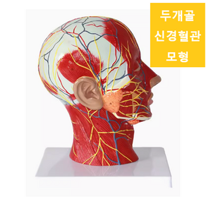 얼굴 머리 신경 혈관 모형 외과 성형수술 해부학, 1개