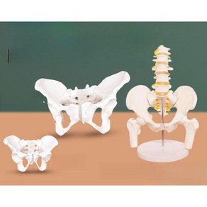 골반 뼈모형 인체 교육용 스탠드 뼈 모델 해부학 산부인과 학교, D 옵션이미지참조