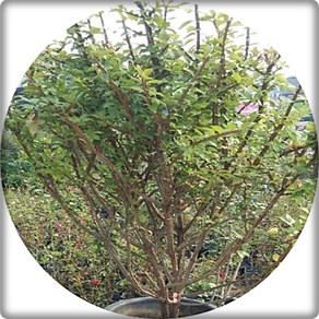 화살나무 참빗살나무 촉촉수 Euonymus alatus 화목류 약용수 큰나무 1.2m2m, 1개, 화살1.2m