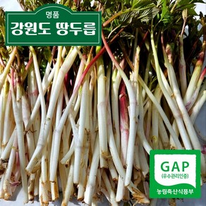 춘천 산지직송 독활 눈꽃 땅두릅 햇두릅 산나물, 1개, 300g