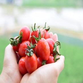 산지직송 고당도 명품 스테비아 방울토마토, 1개, 2kg(4팩)