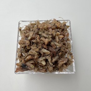 바다플러스 국내산 반찬 안주 꼴뚜기 500g, 1개