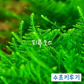 피콕 모스 5x5 활착 음성수초, 1개