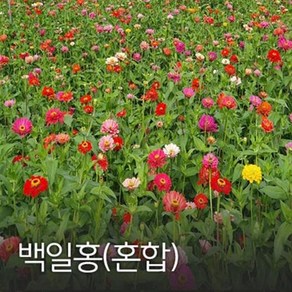 백일홍(혼합) 100g 야생화씨앗