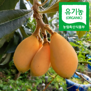 산지직송 유기농 완도 비파 열매 생과, 1개, 5kg(무선별)