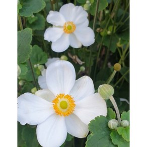 [비젼플라워] (야생화놀이터)--노지월동---베란다월동-추명국-흰색-홑꽃, 1개, 00