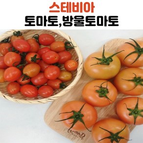 국내산 스테비아 토마토 토망고 방울토마토, 스테비아방울토마토500g, 1개