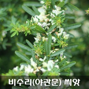 [해피플라워] 비수리 야관문 씨앗 20g / 봄 파종 약초 종자, 1개