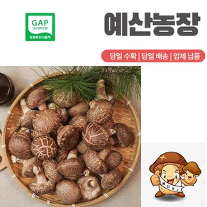 GAP인증 표고버섯 산지직송 생표고버섯 고급형 이유식 끝내주는 화고, 화-1kg, 1개