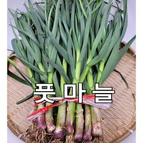 풋마늘 잎마늘 1단 1.5kg 내외, 1개