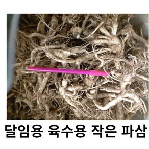 세척못난이 파삼 달임용 육수용 인삼 수삼 금산인삼파삼 금산인삼 수삼파삼, 500g 육수용작은인삼 (세척 X), 1개