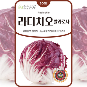[주주씨앗] 라디치오씨앗 300립 이태리치커리씨앗 결구형치커리 종자 이탈리아 샐러드채소 종자 씨 채소씨앗, 1개