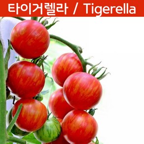 타이거렐라 토마토 Tigeella 방울토마토 희귀토마토 교육체험용 세트