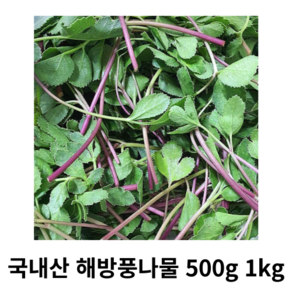 해방풀나물 해풍맞은 방풍나물 해방풍 갯방풍 500g 1kg 2kg 국내산 산지직송 봄나물 무침 붉은줄기 제철나물 방풍나물무침