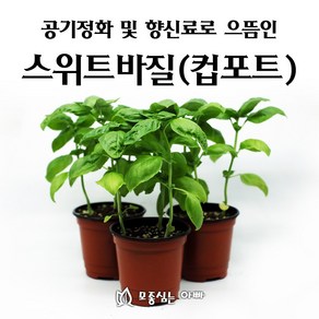 [모종심는아빠] 공기정화와 식용으로 가능한 스위트바질 모종 컵포트, 1컵, 1개