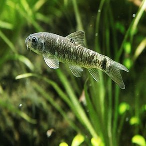 닥터피쉬 가라루파 4cm ~ 5cm [4마리], 1개, 10g