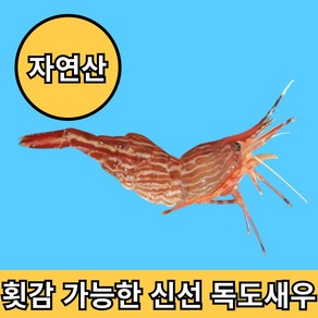 청년고집 횟감 가능한 동해안 독도 꽃새우 급냉, 1개, 500g(30~40미)