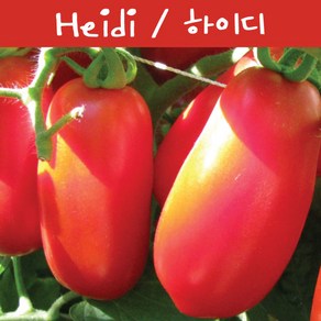 Heidi 하이디 소스토마토 희귀토마토 교육 체험용 세트, 1개