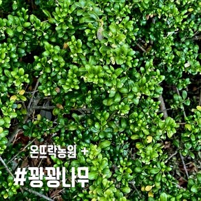 꽝꽝나무 묘목 40-50cm 최상품 4계절 늘 푸릇푸릇 울타리나무 조경수 [온뜨락농원 plus], 1개