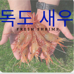 자연산 독도 활새우 꽃새우 당일조업 당일배송 500g, 1개, 500g 25미내외