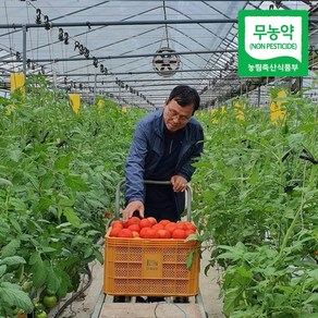 (산지직송) 명인 친환경 봄춘 무농약 완숙 토마토, 5kg(소과), 1개