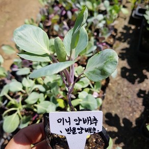 [모종모종]방울양배추 모종(2개 )(미니양배추) 꼬꼬마양배추 모종, 2개