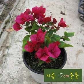 [관엽] 부겐베리아 빨강 (레드 Bougainvillea) 지름 15cm 중품화분