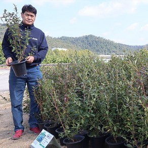 블루베리나무 묘목 3년생 4년생 5년생 6년생 뉴하노버 한나초이스 레카 유실수 과실수, 브리지타 4.5년생, 1개