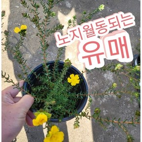 유매꽃/백두산 유매 노랗고 예쁜 꽃, 1개