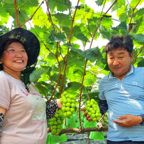 산지직송 포도 제철과일 18Bix 이상 김천 샤인머스켓, 1개, 2.4kg (4~5송이) 알뜰 실속, 1개