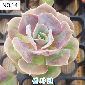 다육식물- 희귀 다육 100가지 모아보기, [NO. 14] 5.5cm 포트, 1개