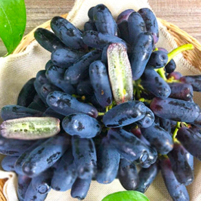 [로열등급] 고당도 블랙사파이어 포도 가지포도, 1개, 1kg 특품
