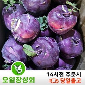 ( 오 일 장 상 회 ) 국내산 제주 콜라비 적 콜라비 3kg 5kg 10kg, 1개, 3kg내외